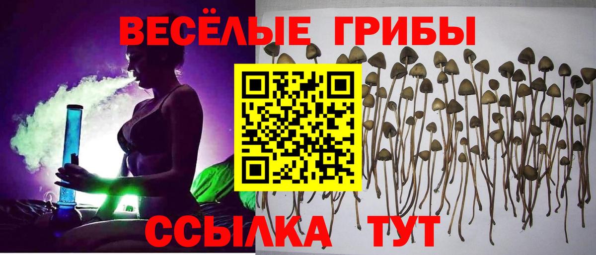 Псилоцибиновые грибы GOLDEN TEACHER Кисловодск